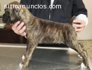 CACHORROS BOXER EXCELENTE PEDIGREE