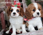 Cachorros cavalier king charles spaniel