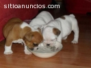 Cachorros cristal blanco bulldog inglés