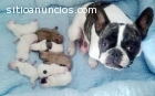 Cachorros de bulldog francés disponibles