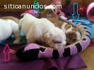 Cachorros de bulldog inglés