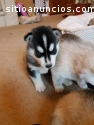 cachorros de husky siberiano