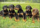 Cachorros Doberman Pinscher disponibles