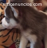 cachorros husky siberian