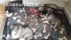 Cachorros Husky Siberiano para los nuevo