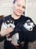 Cachorros husky siberianos