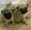 cachorros pug