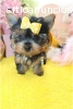 cachorros toy, de yorkshire terrier,