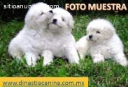 Caniche/Poodle Gran acompañante