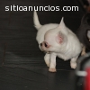 Chihuahuas de calidad