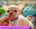 Chihuahuas hermosos Cachorros
