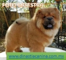 Chow Chow Hermosos Cachorritos
