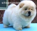 Chow chow lindos cachorros de criadero