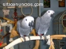 Dos hablando loros grises africanos disp