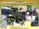 ESCUELA CANINA, SOCIALIZACION