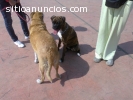 ESCUELA CANINA, SOCIALIZACION