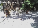 ESCUELA CANINA, SOCIALIZACION