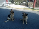 ESCUELA CANINA, SOCIALIZACION