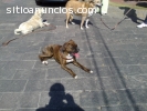 ESCUELA CANINA, SOCIALIZACION