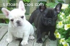 extraordinarios cachorros de Bulldog Fra