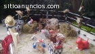 Fiestas Infantiles Tematicas. CDMX. DF