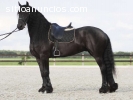 Friesian caballo para su aprobación (cas