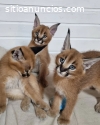 gatito caracal registrado disponible