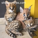 Gatitos Serval, Savannah y Caracal.