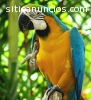 hablando y cantando las aves