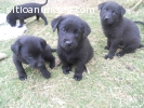 ¡Hermosos cachorros labrador color negro