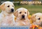 Labrador Retriever hermosos Cachorros