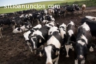 Lechería Holstein / Jersey, herford y v