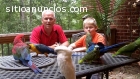 Loros y huevos de loro para la venta
