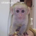 Magnífico mono capuchino hembra
