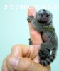mono y chimpancé para la venta