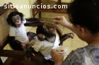 Monos bien entrenados y bebés chimpancés