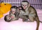 monos capuchinos,ardilla,chimpancés,titi