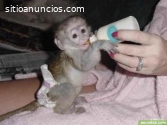 Monos Capuchinos Sobresalientes para Ado