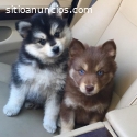 Oferta Cachorros Pomsky