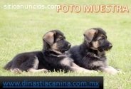 Pastor Alemán hermosos Cachorros