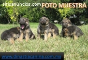 Pastor Alemán hermosos Cachorros