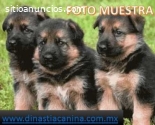 Pastor Alemán hermosos Cachorros