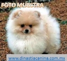 Pomerania O Spitz Alemán