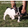 Precioso, hermoso cachorro bulldog para