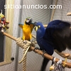 Quaker hablando loros para su aprobación