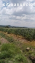 Rancho en venta Huanímaro Gto.