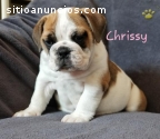 Regalo Bulldog Inglese macho y hambres