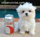 Regalo cachorros malteses