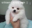 Regalo cachorros pomeranian para la adop