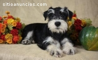 Regalo Hermosos cachorros Schnauzers